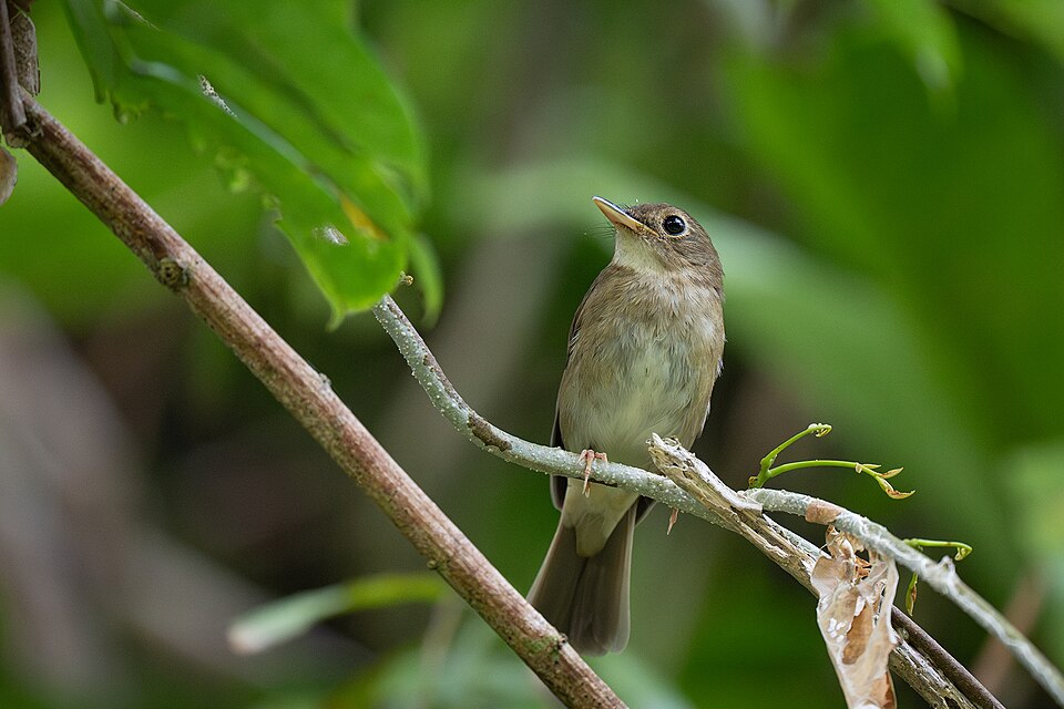 点击放大 尼科巴林鹟(Cyornis nicobaricus)