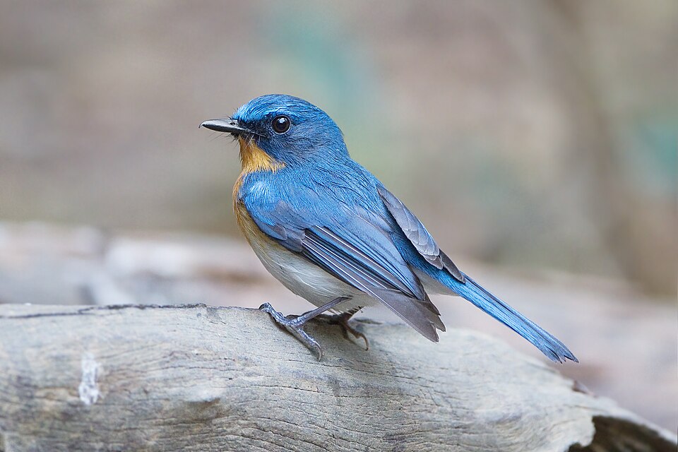 点击放大 印支蓝仙鹟(Cyornis sumatrensis)