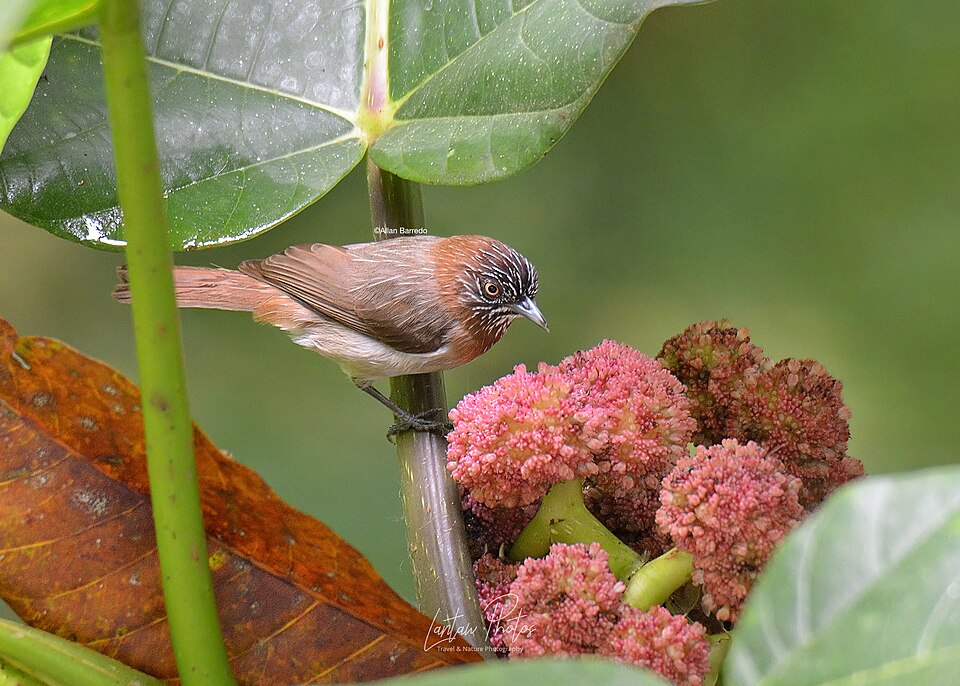 点击放大 侏穗鹛(Dasycrotapha plateni)