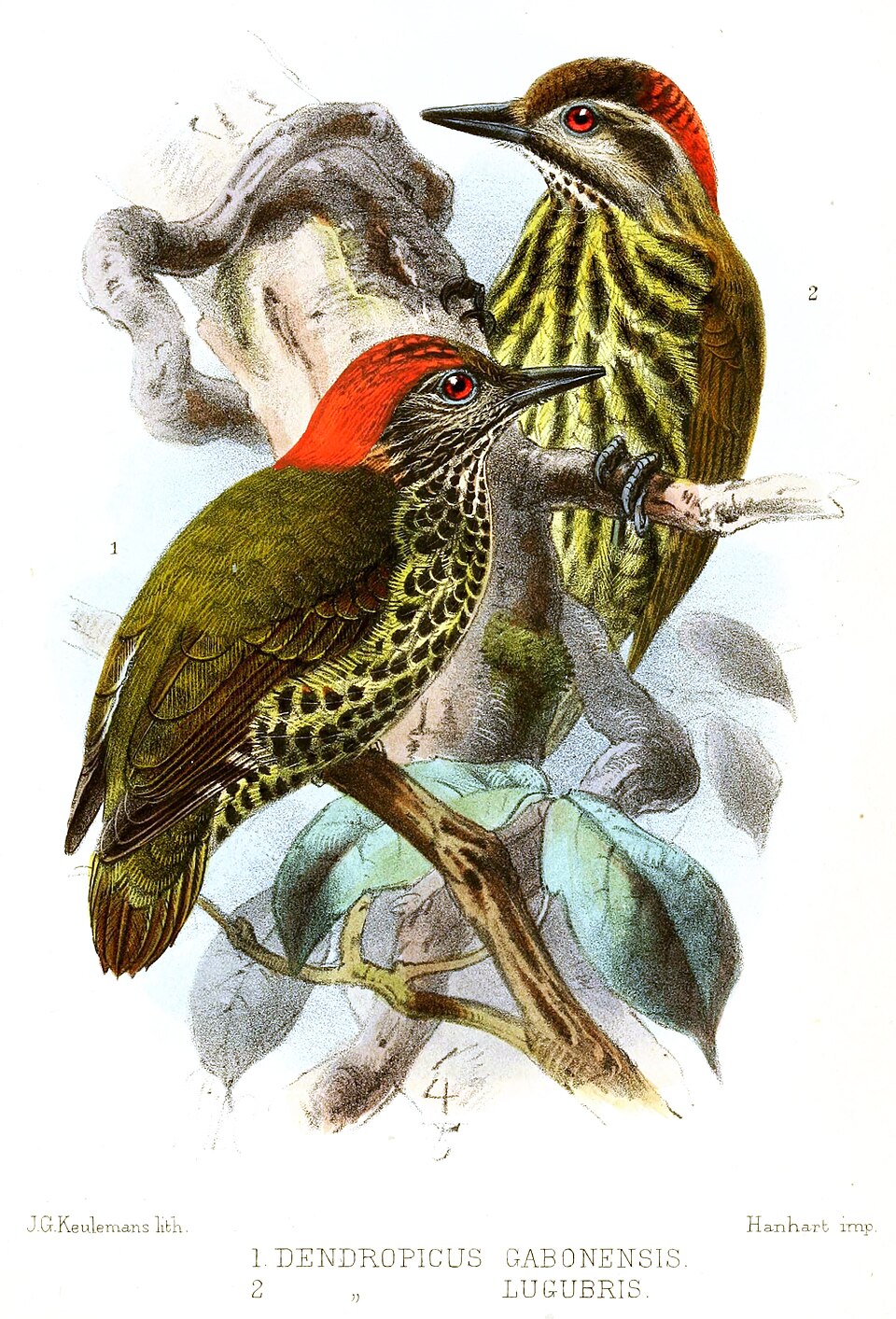 点击放大 加蓬啄木鸟(Dendropicos gabonensis)
