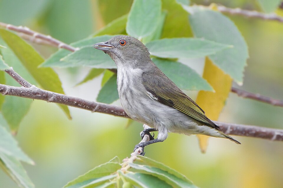 点击放大 纵纹啄花鸟(Dicaeum aeruginosum)