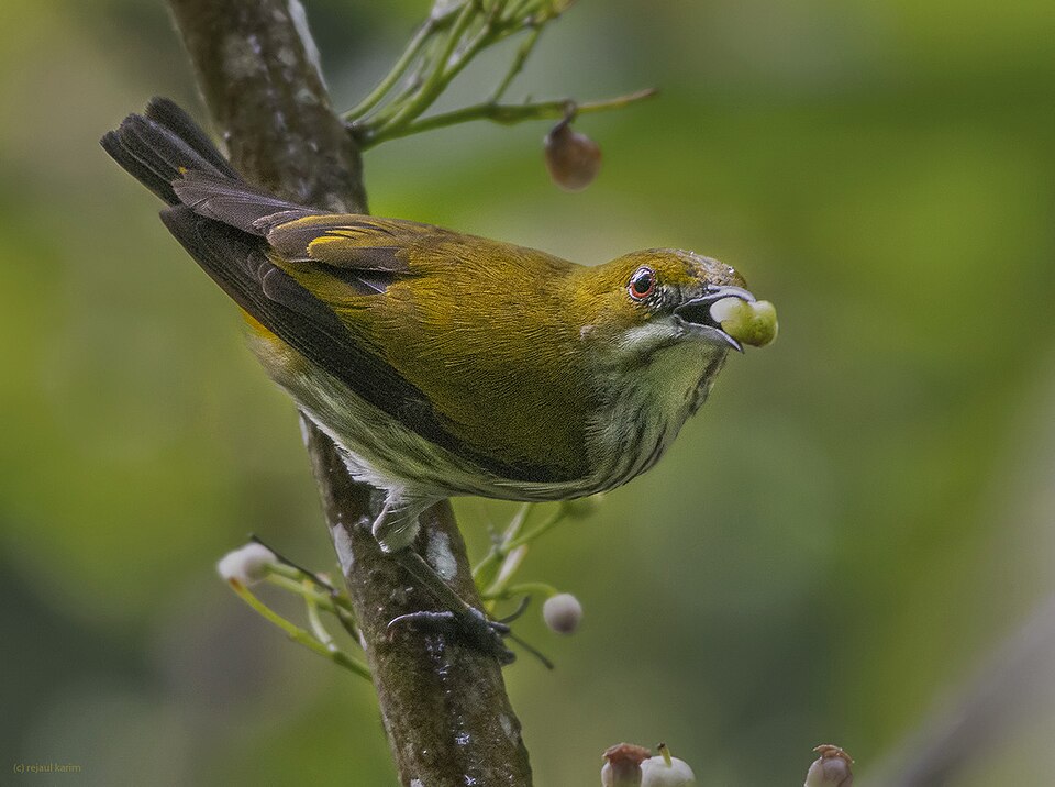 点击放大 黄臀啄花鸟(Dicaeum chrysorrheum)