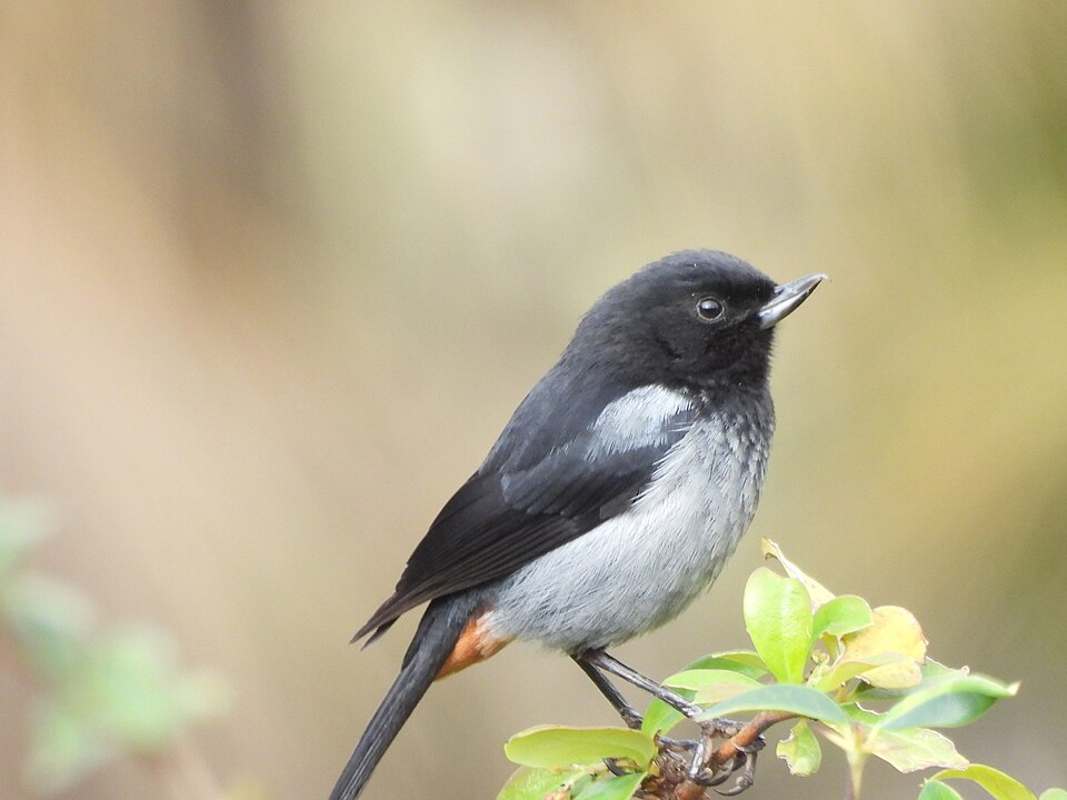 点击放大 乌背刺花鸟(Diglossa carbonaria)