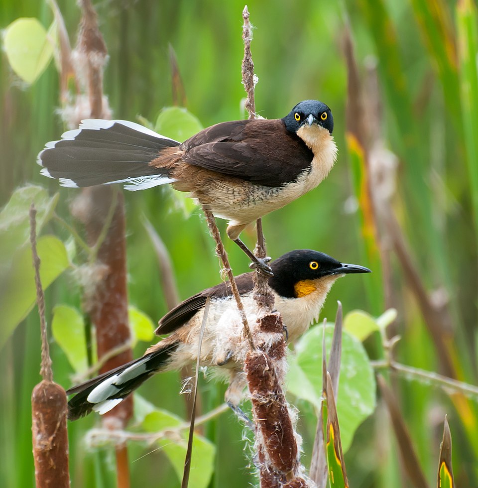 点击放大 黑顶鹪莺(Donacobius atricapilla)