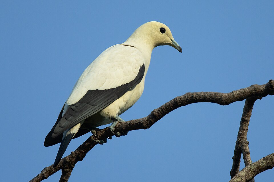 点击放大 斑皇鸠(Ducula bicolor)
