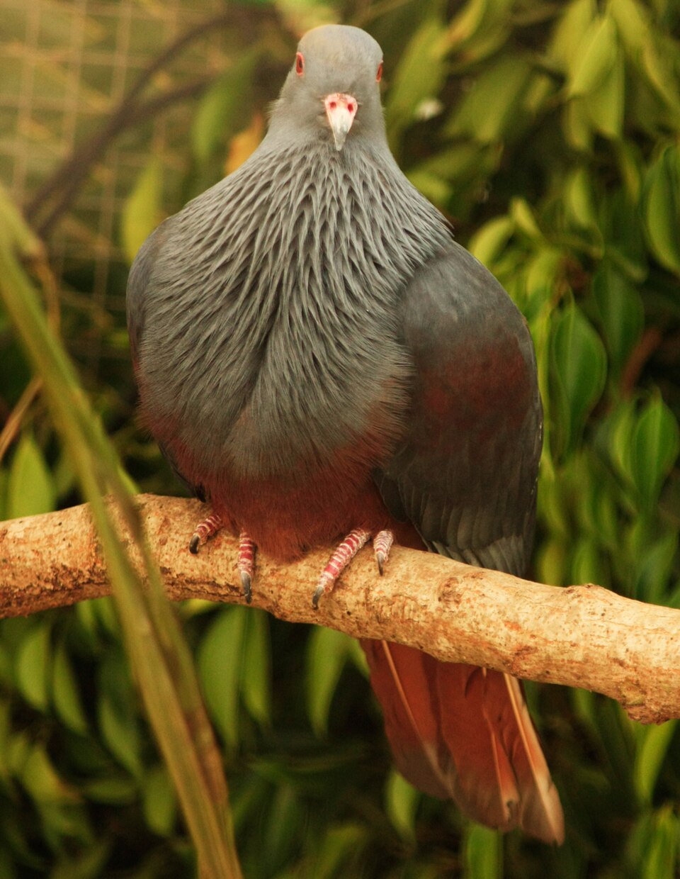 点击放大 巨皇鸠(Ducula goliath)