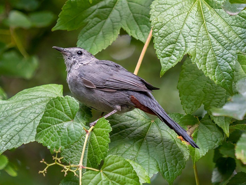 点击放大 灰嘲鸫(Dumetella carolinensis)