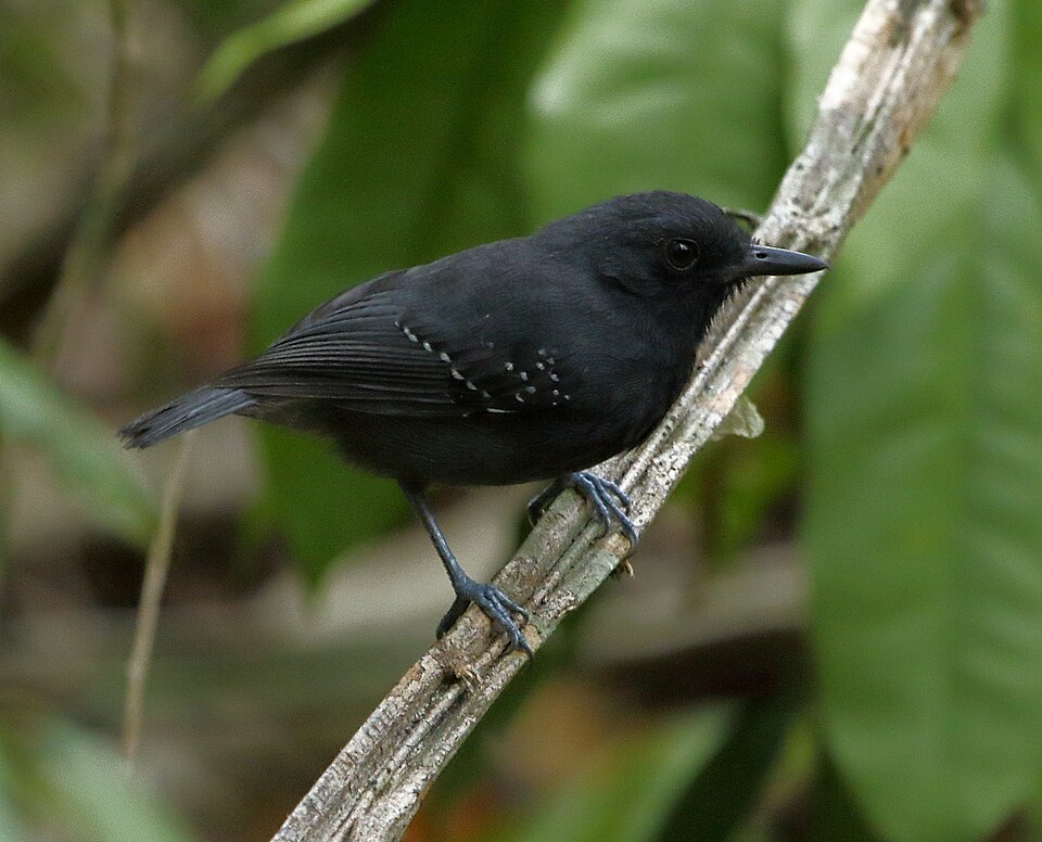 点击放大 铅色蚁鵙(Dysithamnus plumbeus)