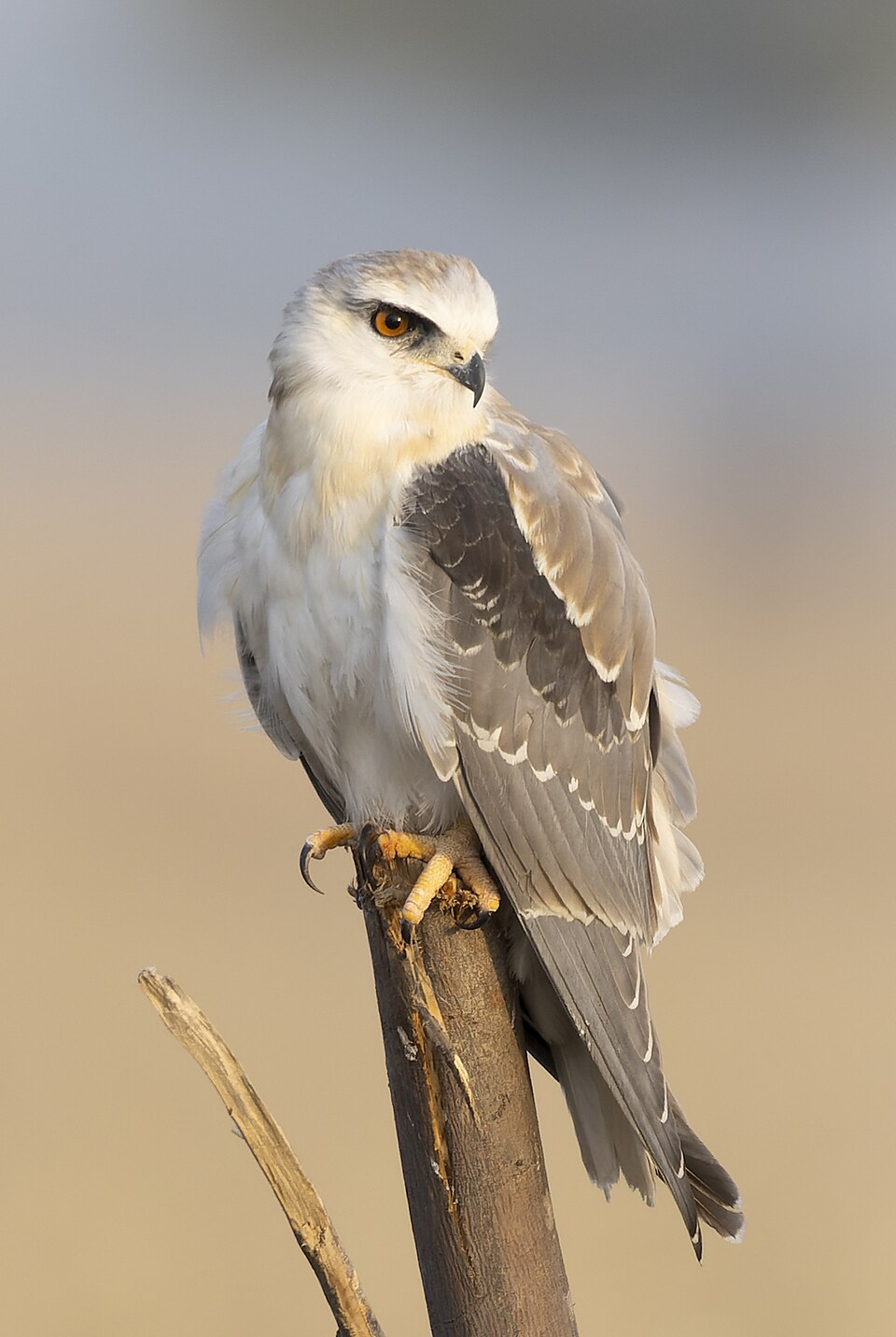 点击放大 黑翅鸢(Elanus caeruleus)