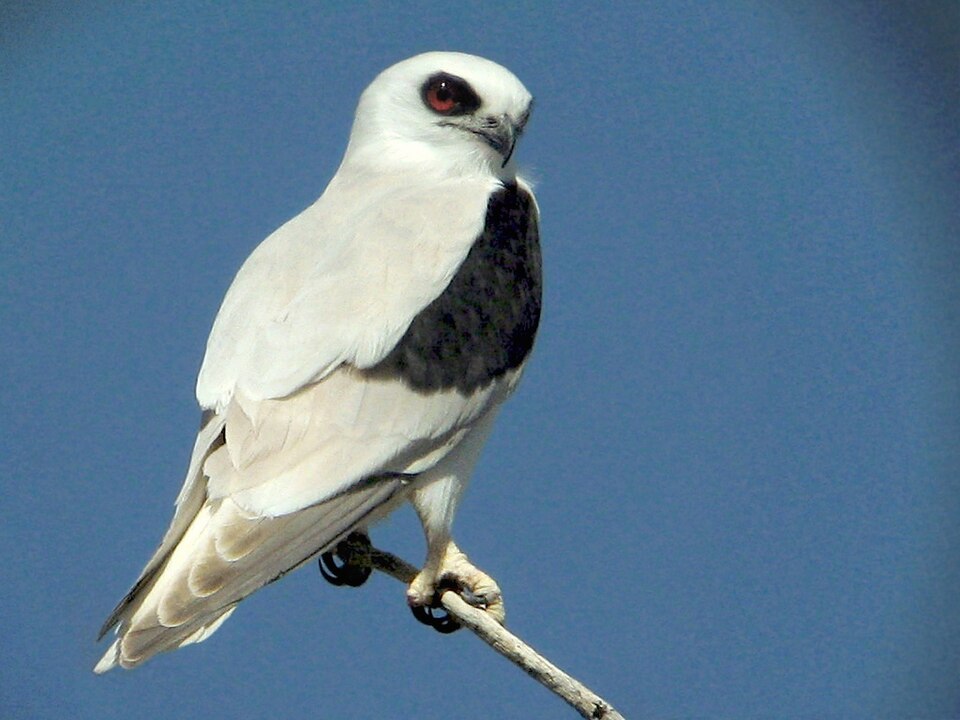 点击放大 纹翅鸢(Elanus scriptus)