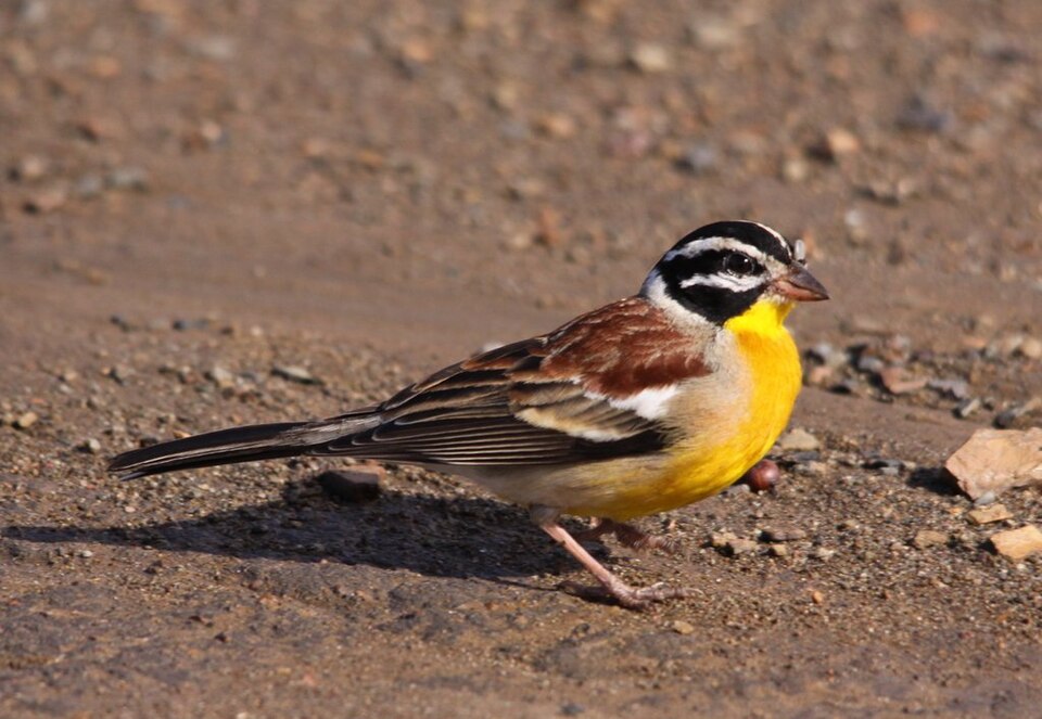点击放大 金胸鹀(Emberiza flaviventris)