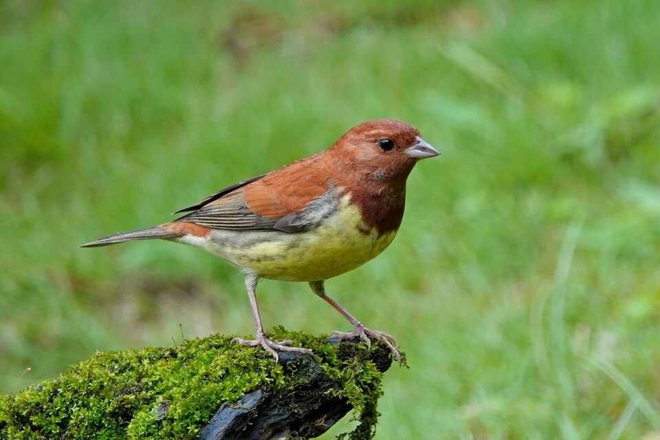 点击放大 栗鹀(Emberiza rutila)