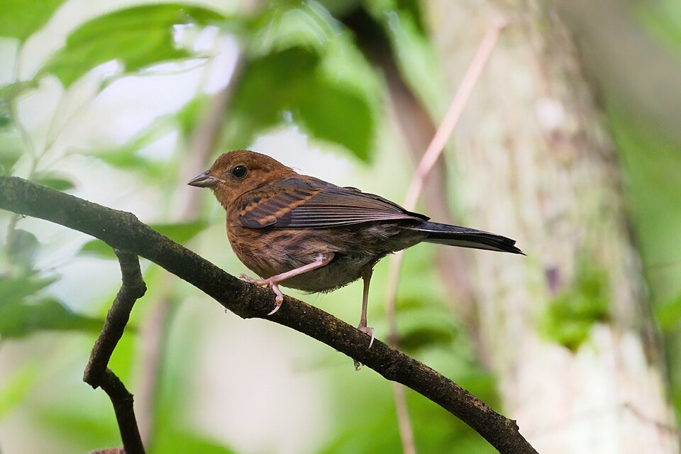 点击放大 蓝鹀(Emberiza siemsseni)