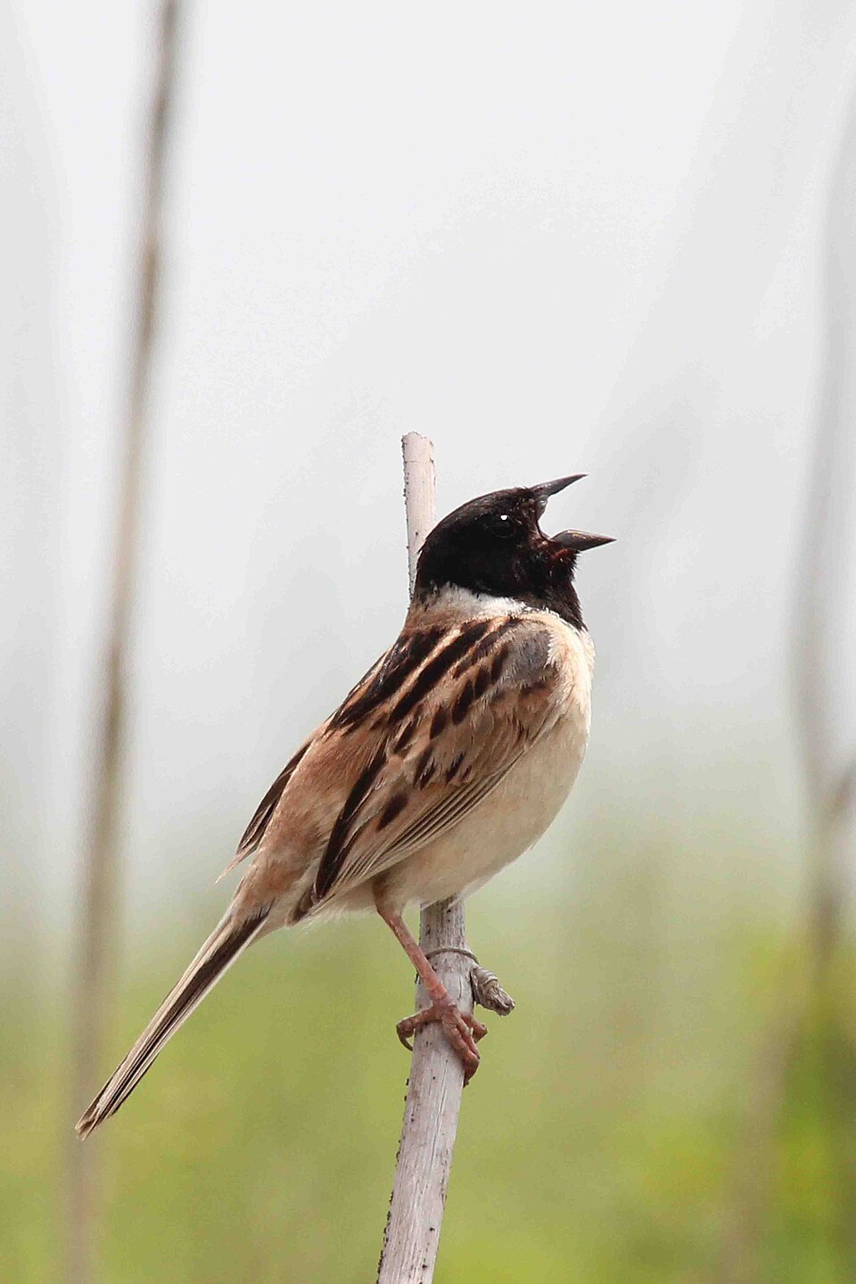 点击放大 红颈苇鹀(Emberiza yessoensis)