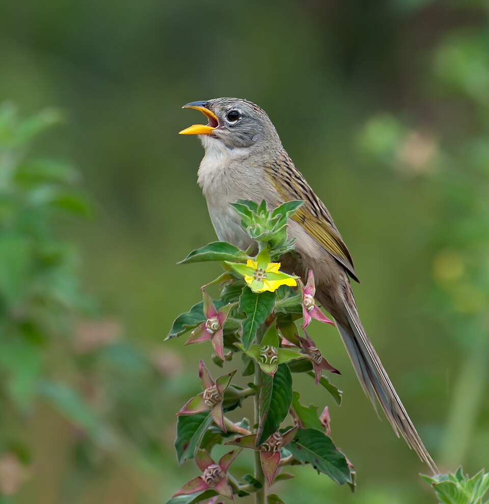点击放大 楔尾草鹀(Emberizoides herbicola)