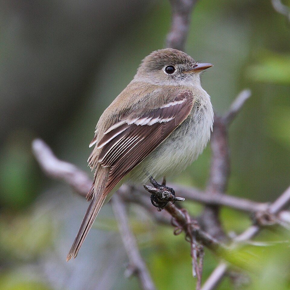 点击放大 小纹霸鹟(Empidonax minimus)