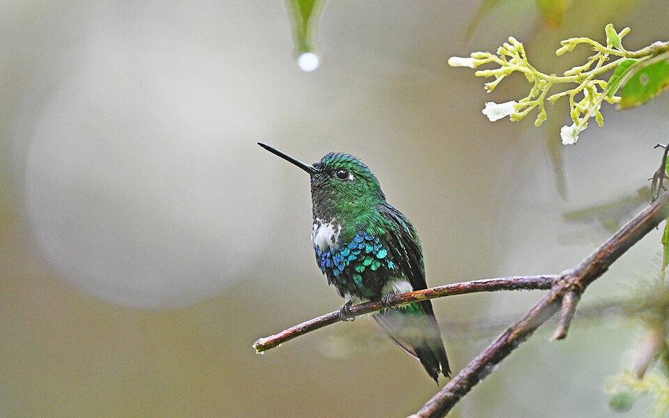点击放大 翠腹毛腿蜂鸟(Eriocnemis aline)