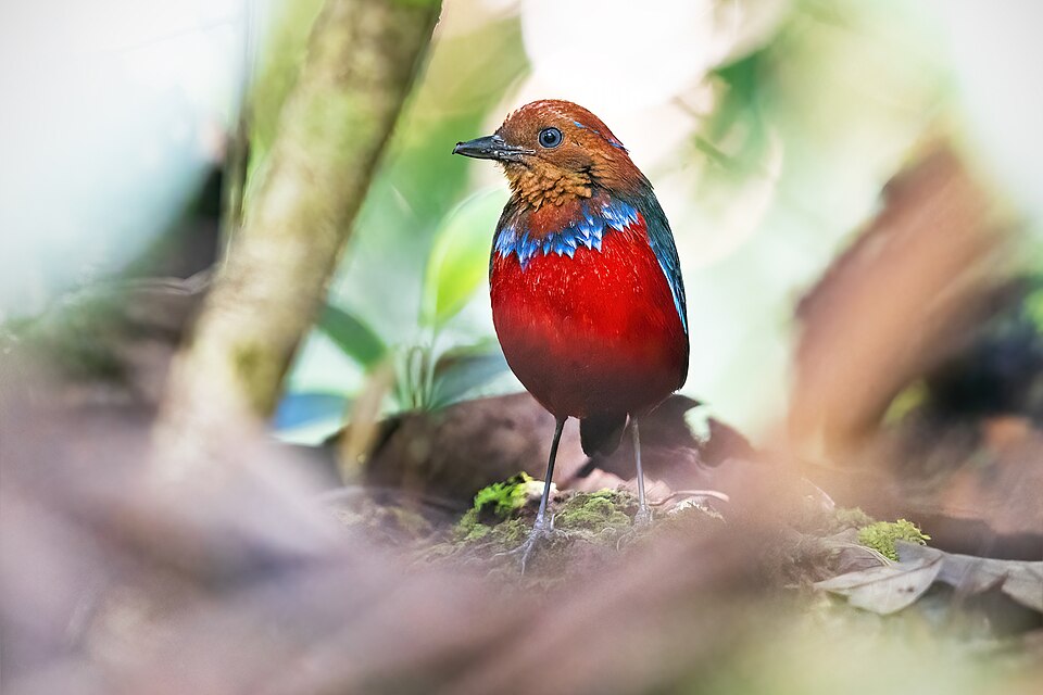 点击放大 蓝斑八色鸫(Erythropitta arquata)