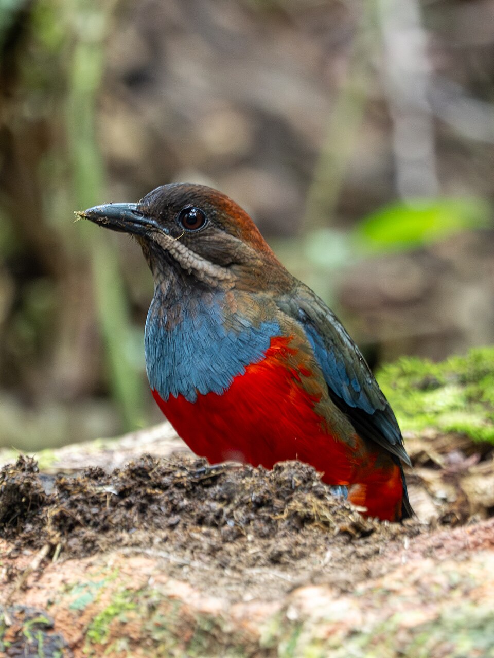 点击放大 吕宋八色鸫(Erythropitta kochi)