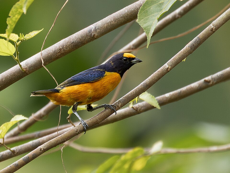 点击放大 芬氏歌雀(Euphonia finschi)