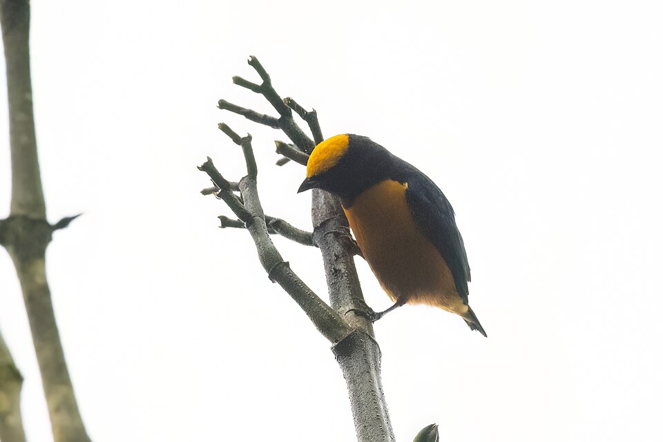 点击放大 橙冠歌雀(Euphonia saturata)
