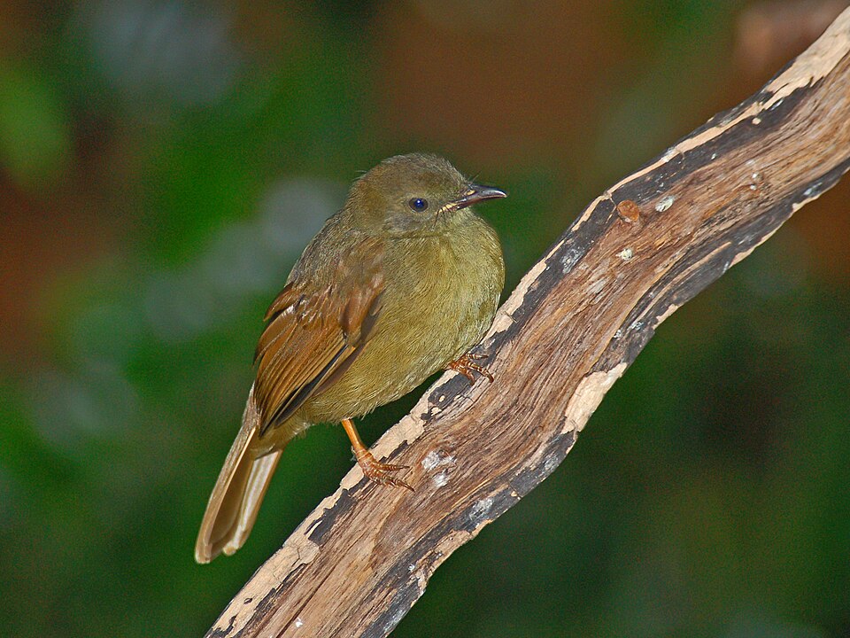 点击放大 小绿鹎(Eurillas virens)