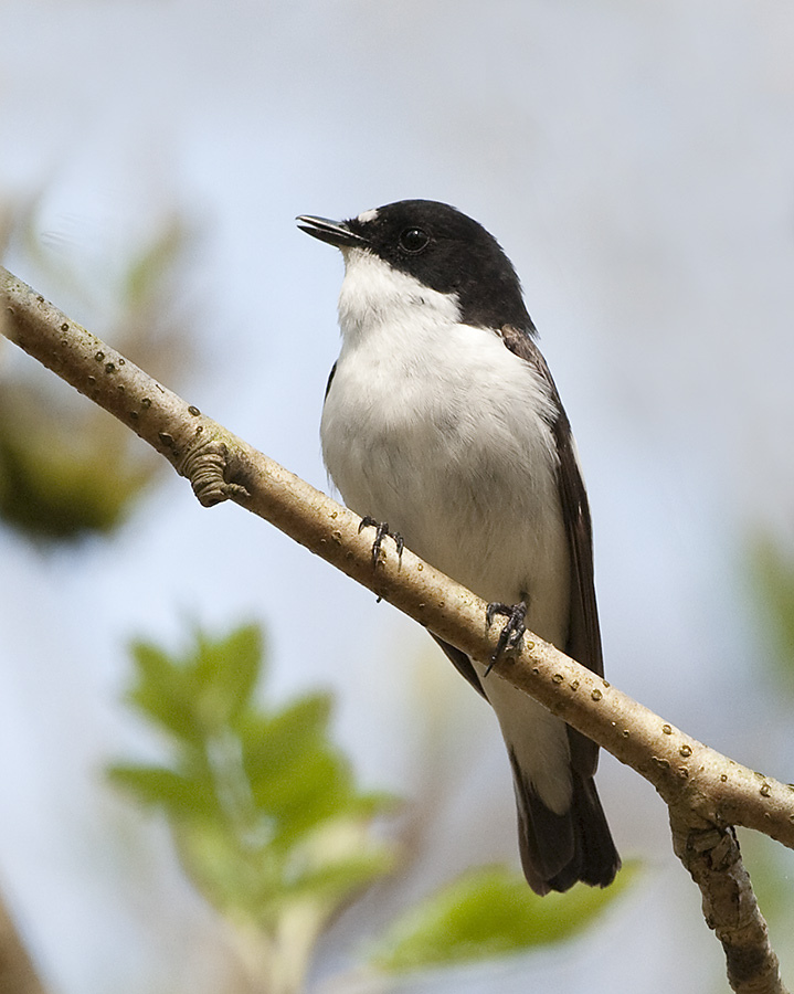 点击放大 斑姬鹟(Ficedula hypoleuca)