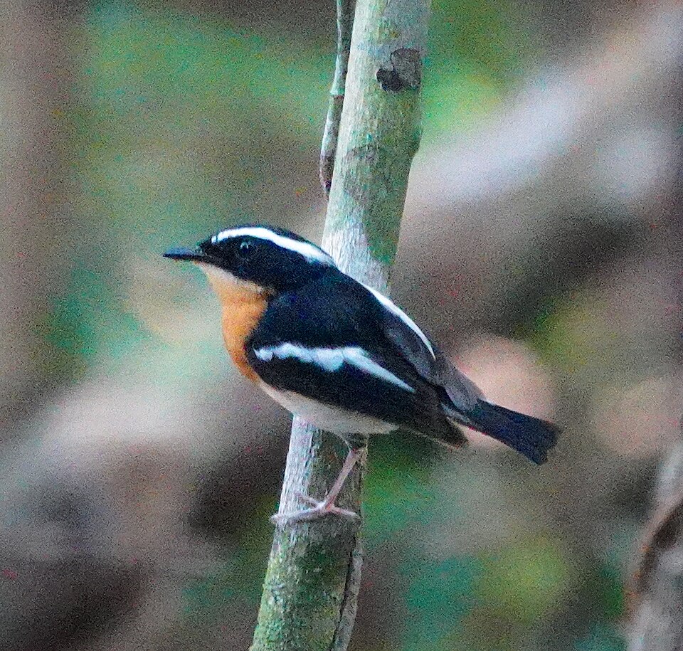 点击放大 塔岛姬鹟(Ficedula riedeli)