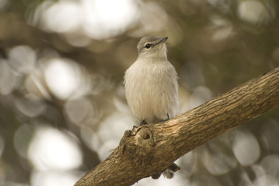 点击放大 灰鹟(Fraseria caerulescens)