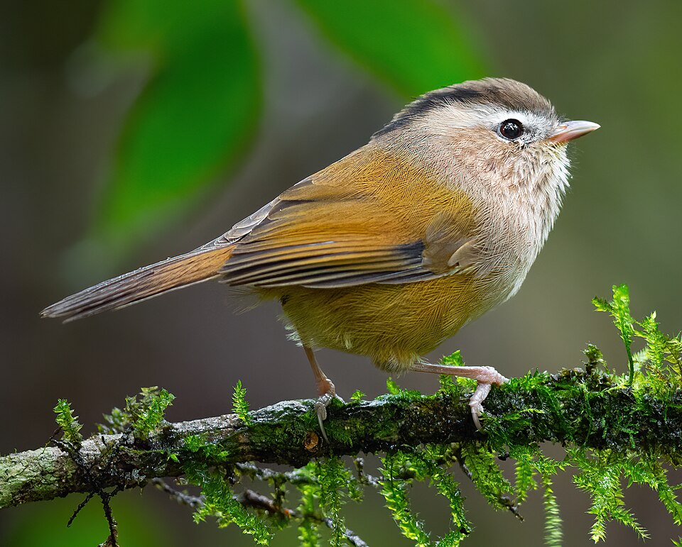 点击放大 中南雀鹛(Fulvetta danisi)