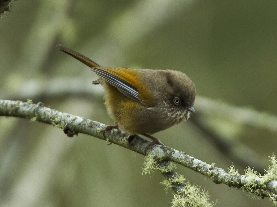 点击放大 玉山雀鹛(Fulvetta formosana)