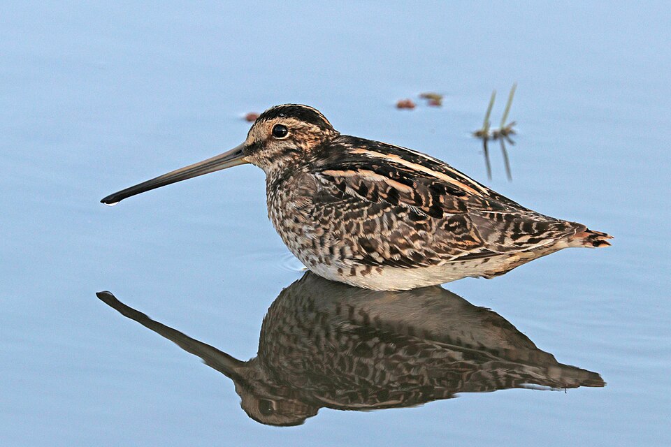 点击放大 非洲沙锥(Gallinago nigripennis)