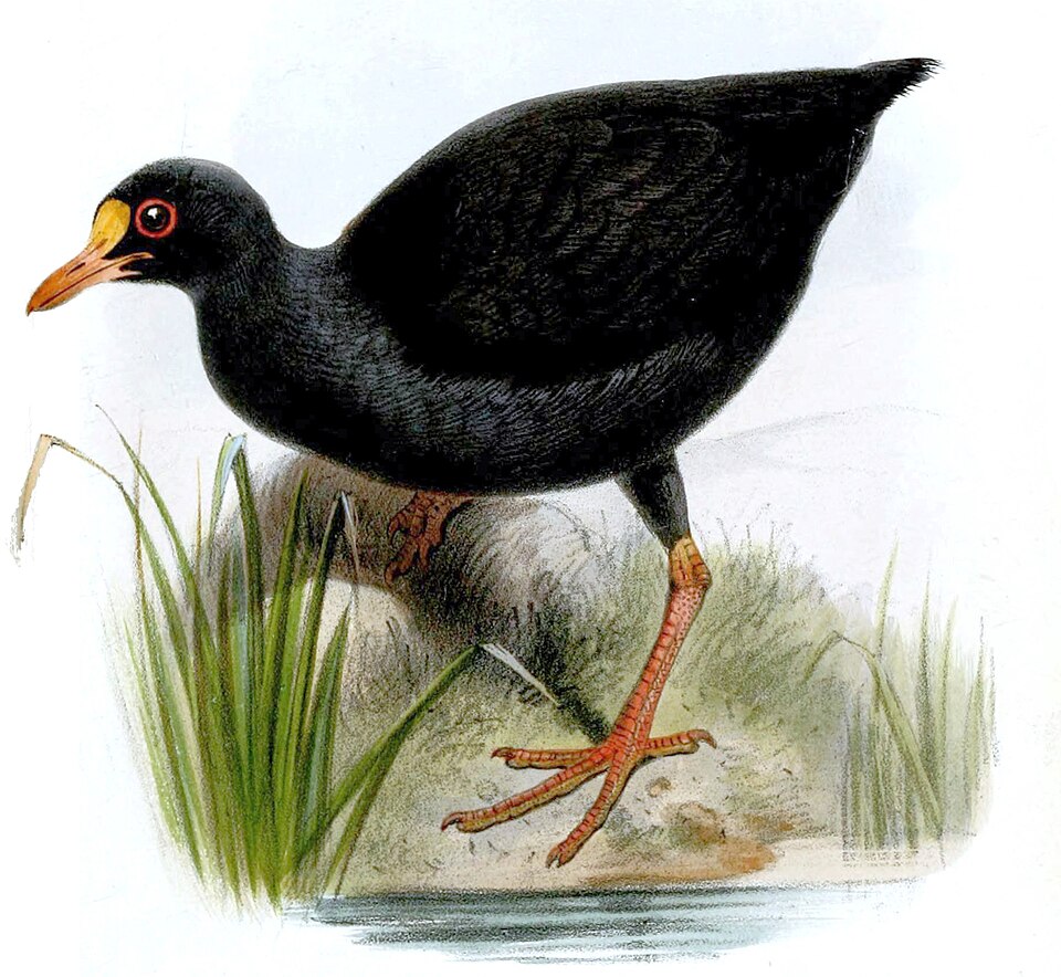 点击放大 萨摩亚水鸡(Gallinula pacifica)