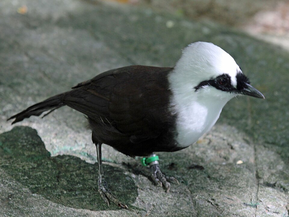 点击放大 苏门答腊噪鹛(Garrulax bicolor)