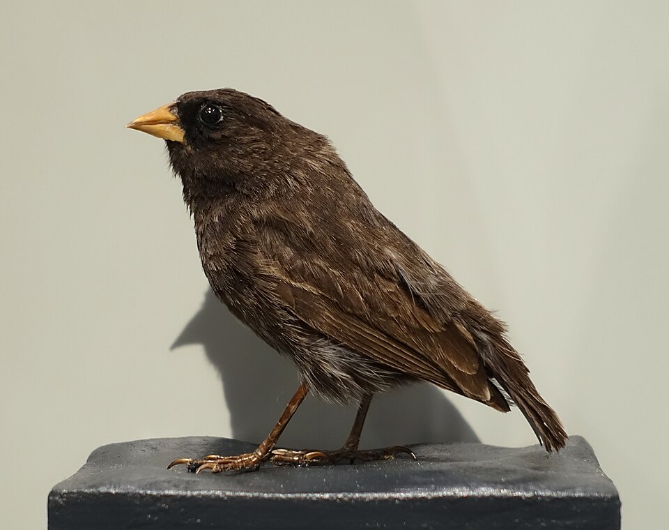 点击放大 尖嘴地雀(Geospiza difficilis)