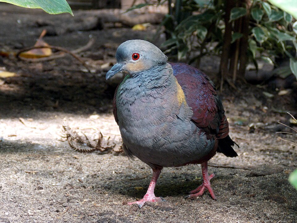 点击放大 凤头鹑鸠(Geotrygon versicolor)