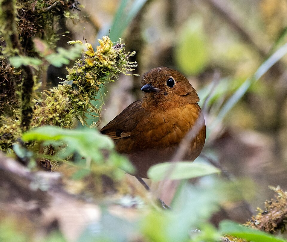 点击放大 阿亚蚁鸫(Grallaria ayacuchensis)
