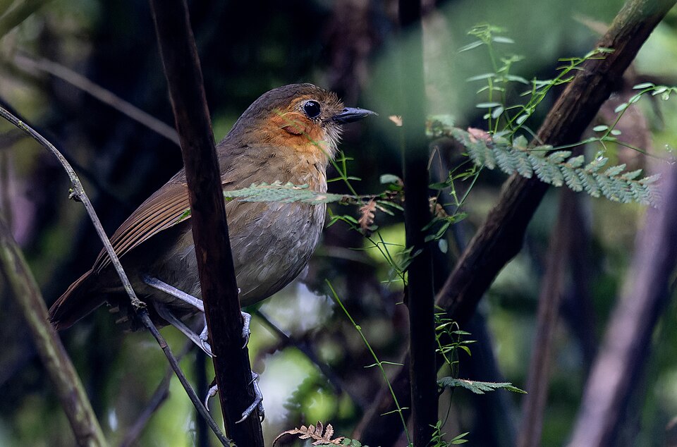 点击放大 棕脸蚁鸫(Grallaria erythrotis)