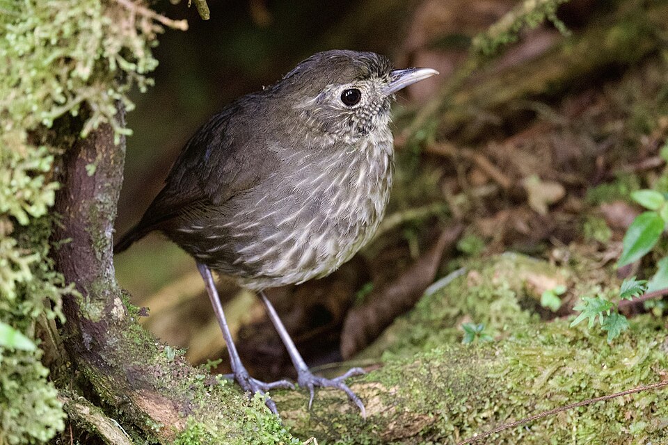 点击放大 昆迪蚁鸫(Grallaria kaestneri)