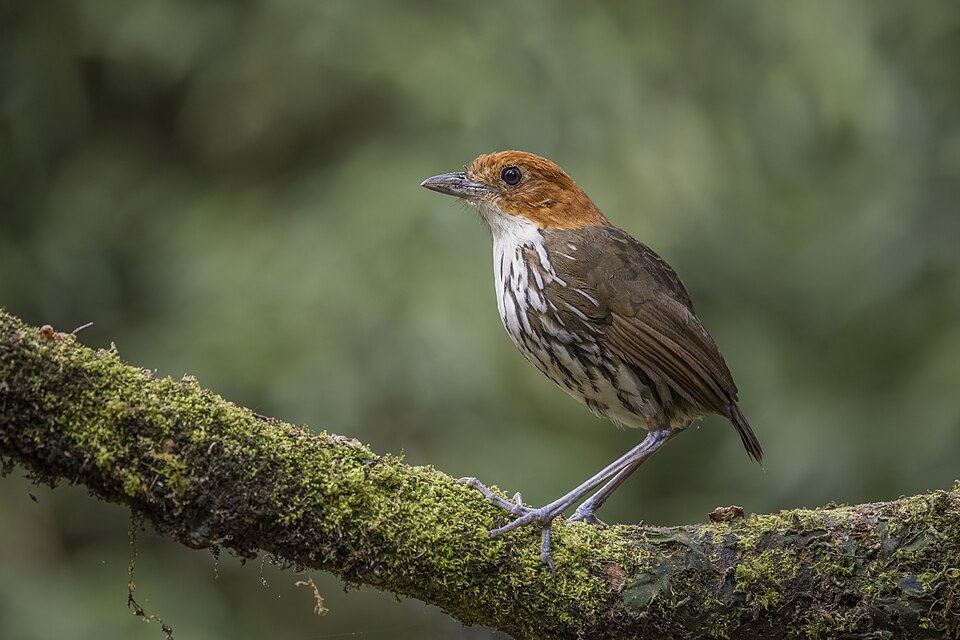点击放大 栗顶蚁鸫(Grallaria ruficapilla)