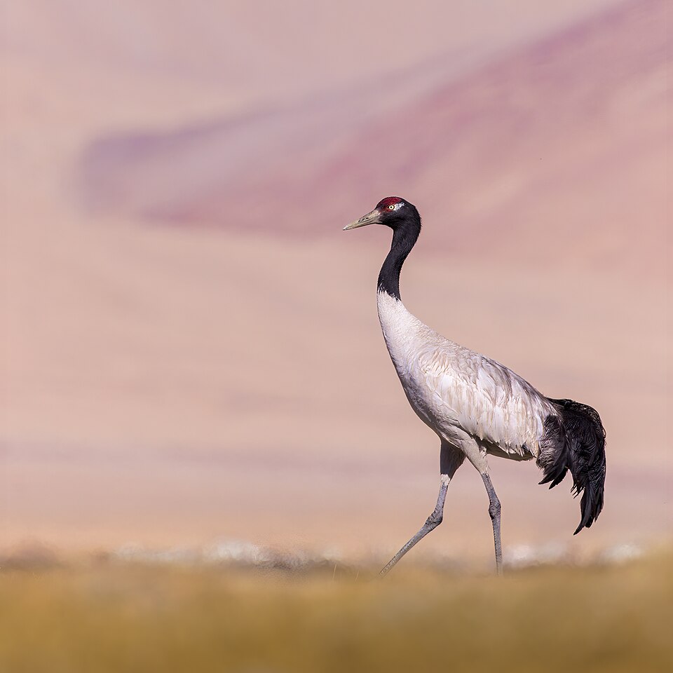 点击放大 黑颈鹤(Grus nigricollis)