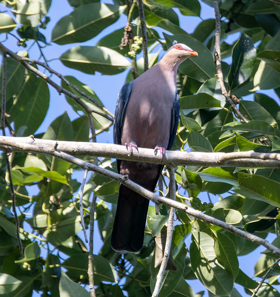 点击放大 塞兰山鸠(Gymnophaps stalkeri)