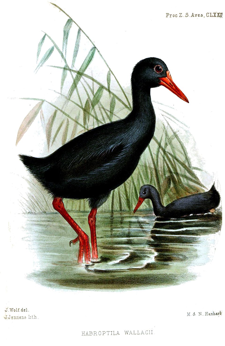 点击放大 华氏秧鸡(Habroptila wallacii)