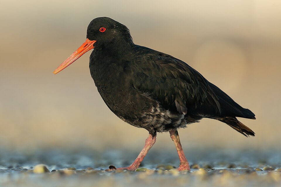 点击放大 新西兰蛎鹬(Haematopus unicolor)