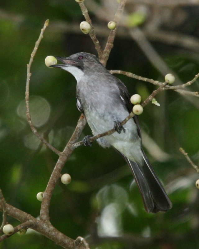 点击放大 灰黑短脚鹎(Hemixos cinereus)