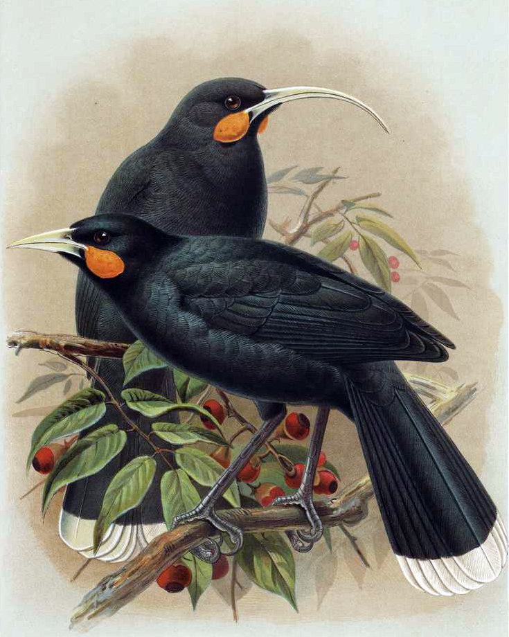 点击放大 镰嘴垂耳鸦(Heteralocha acutirostris)