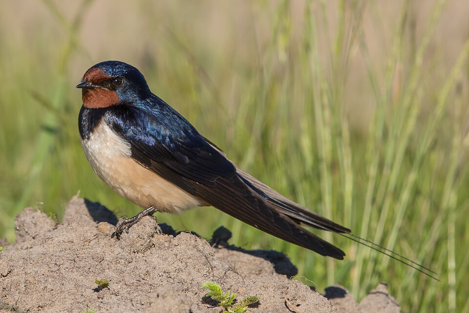 点击放大 家燕(Hirundo rustica)
