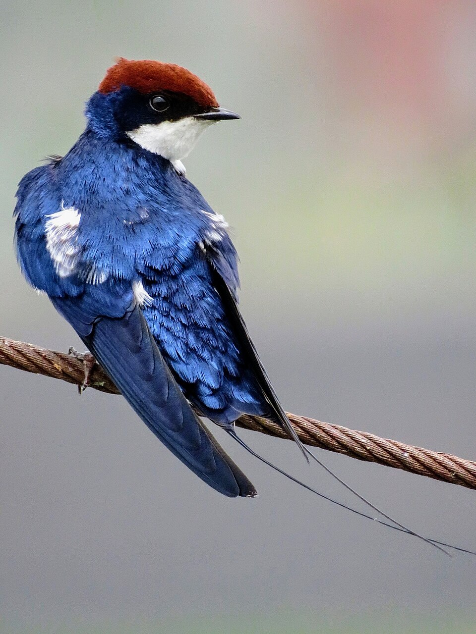 点击放大 线尾燕(Hirundo smithii)