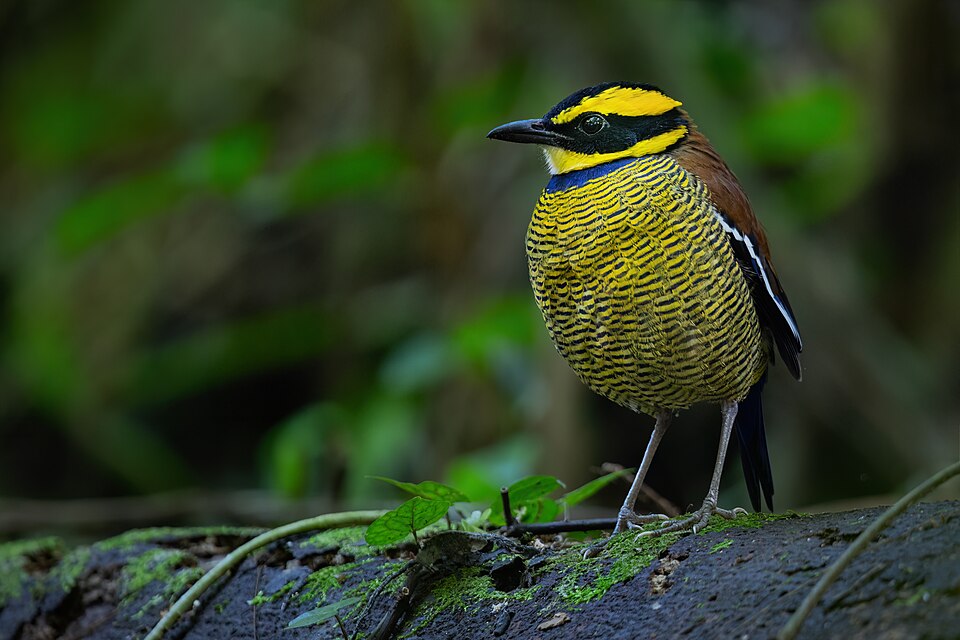 点击放大 蓝尾八色鸫(Hydrornis guajanus)