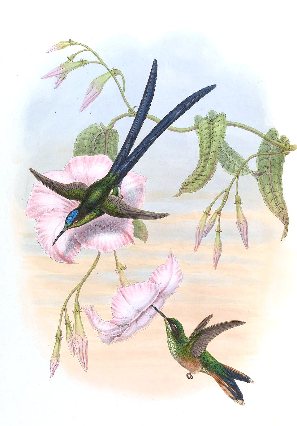 点击放大 剪尾蜂鸟(Hylonympha macrocerca)